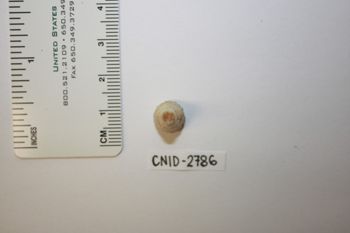 Media type: image;   Invertebrate Zoology CNID-2786 Description: Live specimen.;